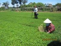 NGHIÊN CỨU KHẢO SÁT VỀ LÀNG RAU SẠCH Ở HUẾ VÀ HỘI AN